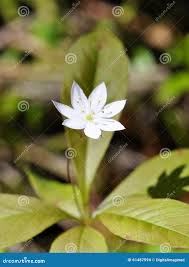 Attēlu rezultāti vaicājumam “Trientalis europaea fruit”