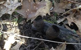 Attēlu rezultāti vaicājumam “Craterium aureonucleatum spores”