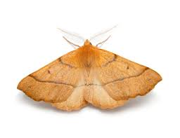 Attēlu rezultāti vaicājumam “Ennomos autumnaria male”