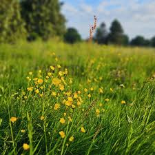 Attēlu rezultāti vaicājumam “Ranunculus acris flower”