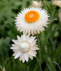 Image result for Helichrysum bracteatum