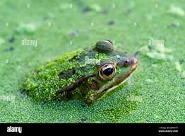 Attēlu rezultāti vaicājumam “Pelophylax juvenile”