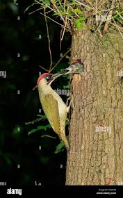 Attēlu rezultāti vaicājumam “Picus viridis nest”