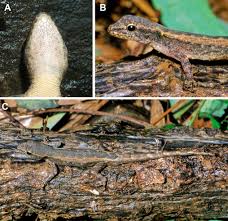 Attēlu rezultāti vaicājumam “Lycogala irregulare sessile”