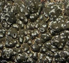 Attēlu rezultāti vaicājumam “Pertusaria pertusa”