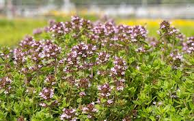 Image result for Thymian