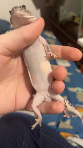 Image result for gravidity leopard gecko