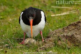 Attēlu rezultāti vaicājumam “Haematopus ostralegus”