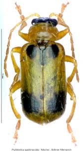 Attēlu rezultāti vaicājumam “Phyllobrotica quadrimaculata”