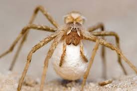 Attēlu rezultāti vaicājumam “Pisauridae”