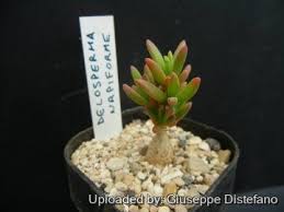 Attēlu rezultāti vaicājumam “Diderma montanum macro”