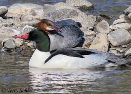 Attēlu rezultāti vaicājumam “Mergus merganser female”