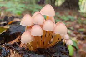 Attēlu rezultāti vaicājumam “Mycena renati”