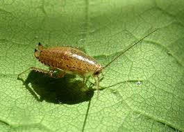 Attēlu rezultāti vaicājumam “Closterotomus biclavatus nymph”