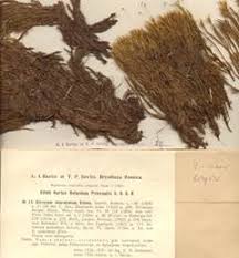 Attēlu rezultāti vaicājumam “Dicranum bergeri”