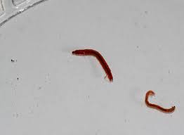 Attēlu rezultāti vaicājumam “Chironomidae larva”