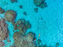 Attēlu rezultāti vaicājumam “Aranei exuvia”