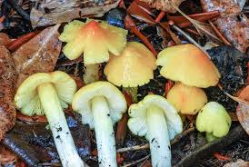 Attēlu rezultāti vaicājumam “Hygrocybe acutoconica”