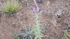 Image result for Ptilostemon afer