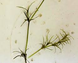 Attēlu rezultāti vaicājumam “Najas flexilis”