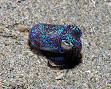 Bobtail squid - Wikipedia, the free encyclopedia