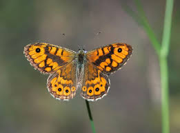 Attēlu rezultāti vaicājumam “Lasiommata megera male”