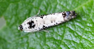 Attēlu rezultāti vaicājumam “Hedya salicella”