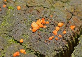 Attēlu rezultāti vaicājumam “Dacrymyces stillatus”