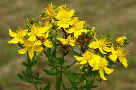 Image result for Johanniskraut