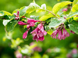 Attēlu rezultāti vaicājumam “Weigela praecox”