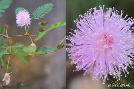 Image result for pohon semalu images