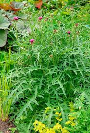 Attēlu rezultāti vaicājumam “Cirsium heterophyllum leaf”