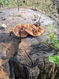 Attēlu rezultāti vaicājumam “Gloeophyllum trabeum”