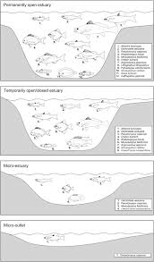 Image result for Pseudomyxus capensis