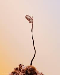 Attēlu rezultāti vaicājumam “Cribraria cancellata”