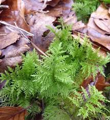 Attēlu rezultāti vaicājumam “Thuidium tamariscinum”