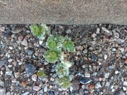 Attēlu rezultāti vaicājumam “Erysiphe galeopsidis”