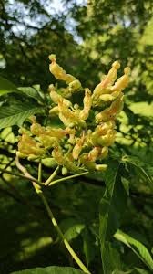 Attēlu rezultāti vaicājumam “Aesculus flava flower”