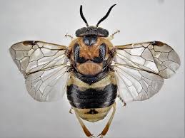 Attēlu rezultāti vaicājumam “Diprion pini male”