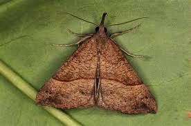 Attēlu rezultāti vaicājumam “Hypena proboscidalis”