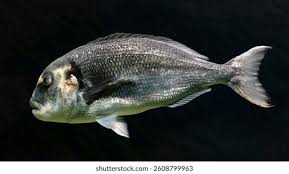 Image result for Sparus aurata