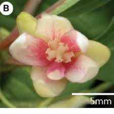 Attēlu rezultāti vaicājumam “Schisandra chinensis flower”