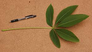 Attēlu rezultāti vaicājumam “Aesculus flava leaf”