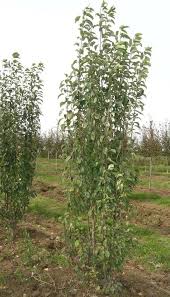 Attēlu rezultāti vaicājumam “Malus baccata”