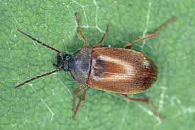 Attēlu rezultāti vaicājumam “Isomira murina”