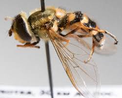 Attēlu rezultāti vaicājumam “Syrphus sp.”