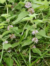 Attēlu rezultāti vaicājumam “Mentha arvensis flower”