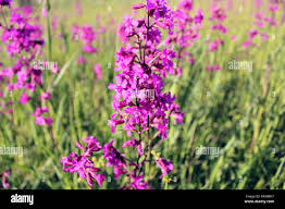 Attēlu rezultāti vaicājumam “Silene viscaria flower”