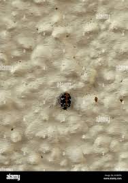 Attēlu rezultāti vaicājumam “Anthrenus scrophulariae”