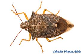 Attēlu rezultāti vaicājumam “Pentatomidae”